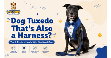 dog tuxedo harness