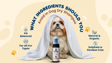 Ingredients to Avoid in Dog Dry Shampoo 