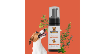Should I Use Conditioner on My Dog’s Coat, and Is It Necessary?
