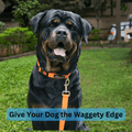 Waggety Padded Dog Collar - Adjustable, Comfortable Fit, Durable Polyester, Soft Padded Dog Accessory, Pet Neck Collar, Dog Gear for Medium Dogs, Orange, M - Waggety 